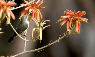 Perching Birds