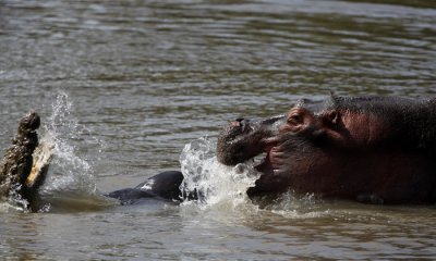 Hippo and crocodile fight over a gnu