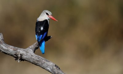 African Kingfishers