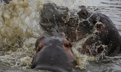 Hippotoamus fight