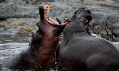 Hippotoamus fight