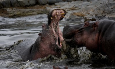 Hippotoamus fight (Note: Nile crocodile)