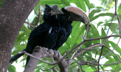 Silver cheeked-hornbill (young w adult)