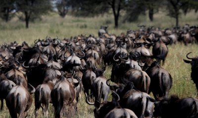 The Migration (Migration Camp)