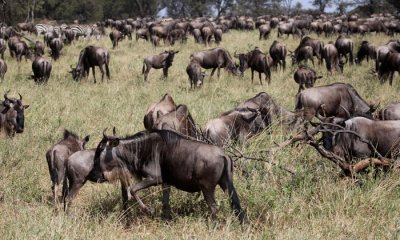 The Migration (Migration Camp)