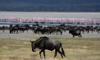 Wildebeest w lesser flamingo