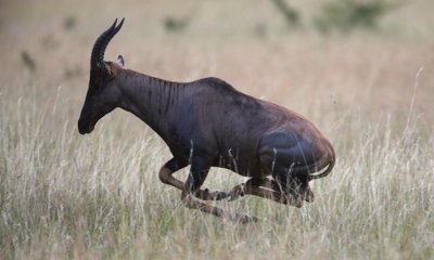 Topi