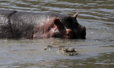 Hippo and crocodile face off