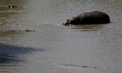 Hippo and crocodile face off