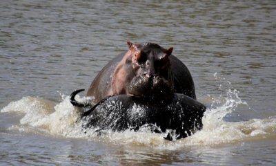 Hippo with the dead wildebeest the croc would like 