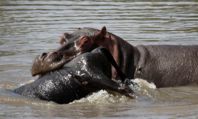 Hippo with the dead wildebeest the croc would like