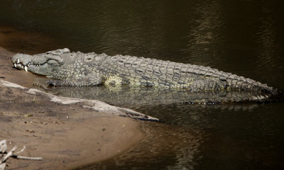 Nile Crocodile