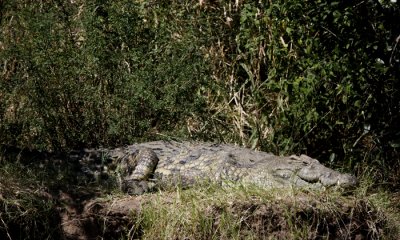Nile Crocodile