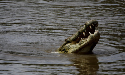 Nile Crocodile