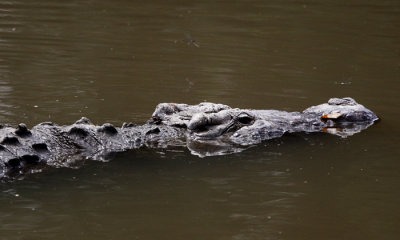 Nile Crocodile
