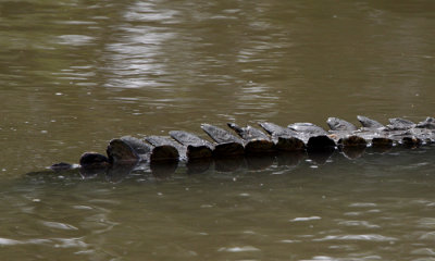 Nile Crocodile