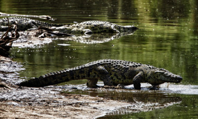 Nile Crocodiles