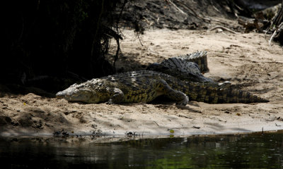 Nile Crocodiles