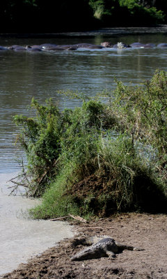 Nile Crocodile with hippos