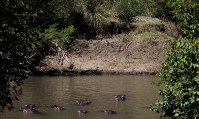 Nile Crocodile with hippos