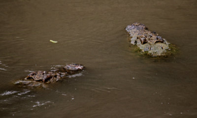 Nile Crocodiles