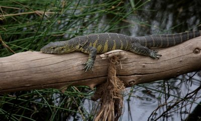 Nile monitor lizard