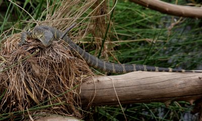 Nile monitor lizard