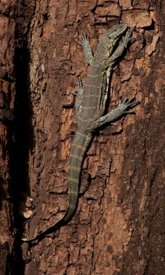 Nile monitor lizard