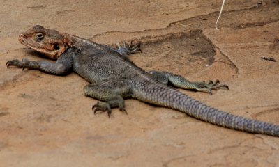 Red-headed agama