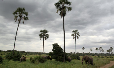 Tarangira scenery with elephants
