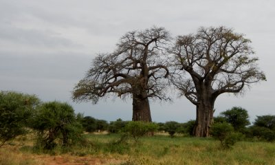 baobab