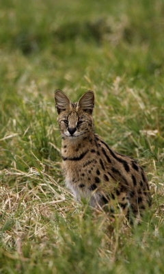 Servals and other African small cats