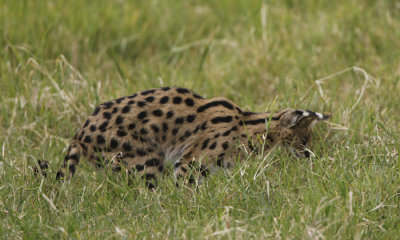 Serval