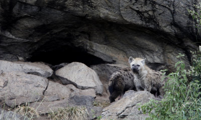 Spotted hyena kopje den