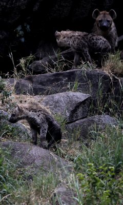 Spotted hyena kopje den