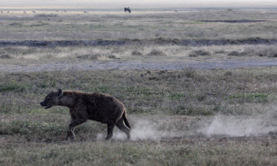 Spotted hyena 