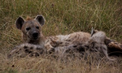 Spotted hyena nursing cubs