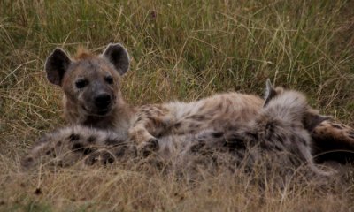 Gallery: Spotted Hyenas