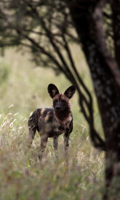 Wild dogs, Jackals, Hyenas and Mongoose