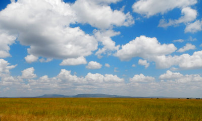 Serengeti short-grass plains storm