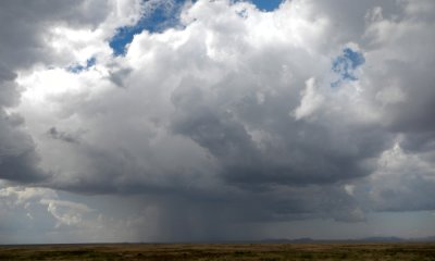 Serengeti short-grass plains