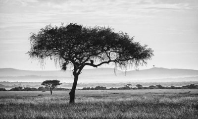 Serengeti Umbrella Acacia (b&w)