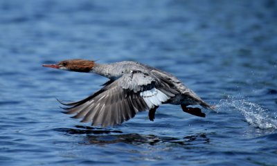 Mergansers of North America