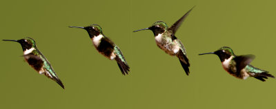 Ruby-throated hummingbir study