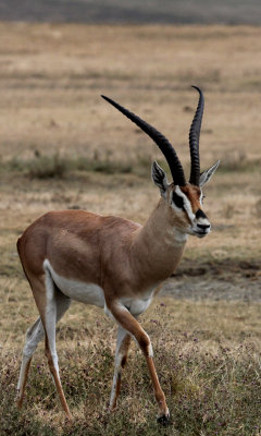 Antelope, Buffalo, Gazelles and Giraffe