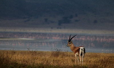 Grants gazelle