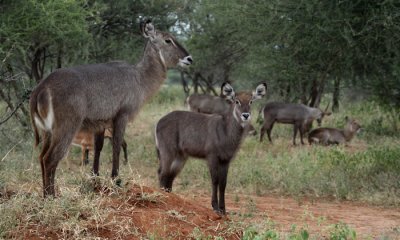 Common waterbuck