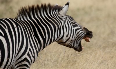 Common zebra