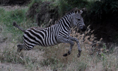 Common zebra