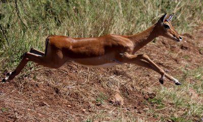 Antelope, Buffalo, Gazelles and Giraffe